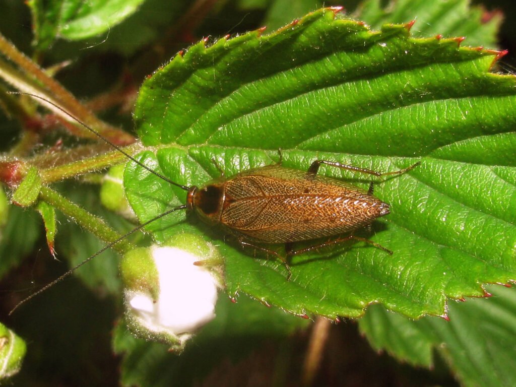 cafard de jardin sur une plante
