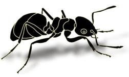 fourmis