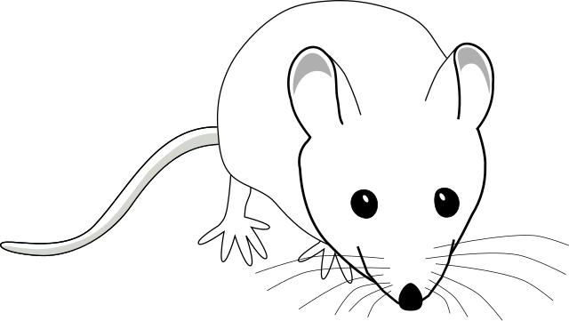 souris