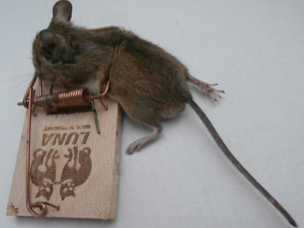 souris coincée dans une tapette à souris souris coincée dans une tapette à souris